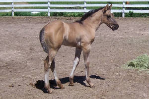 zevabody052810.jpg
